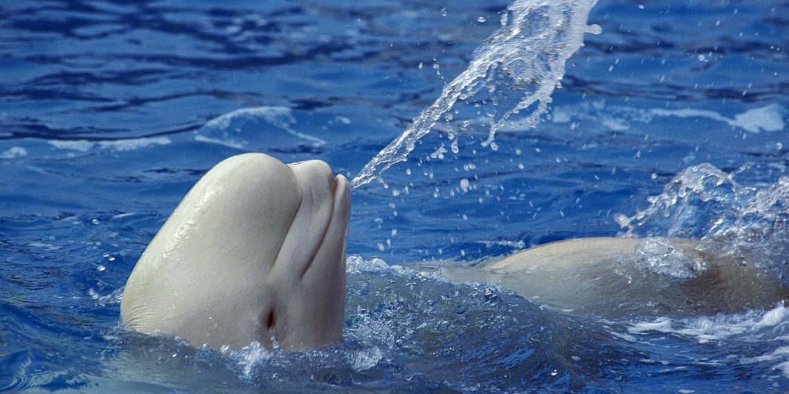 Beluga Whale or White Whale, delphinapterus leucas, Adult splashing Water